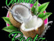Coconut Rootz – Solar Eclipse